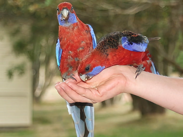 Australia 2007