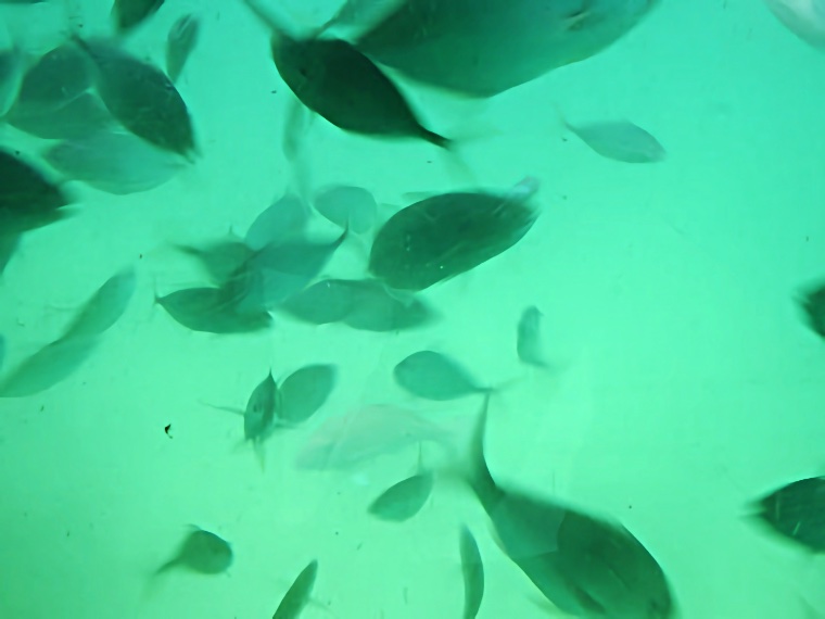 Paihia 2006
