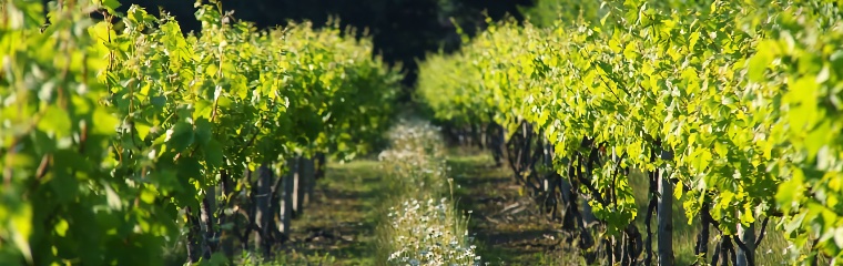 Vineyards